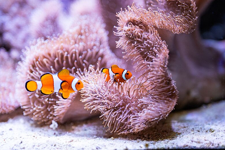 Zwei Clownfische vor einer Anemone in einem Aquarium im Tiergarten Nürnberg.