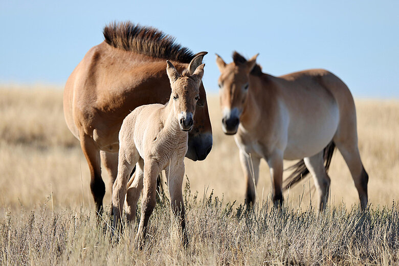 Zwei ausgewachsene Przewalski-Pferde und ein Fohlen in der kasachischen Steppe. Foto: ACBK/Albert Salemgareyev