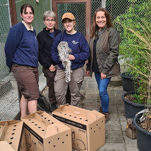 Revierleiterin Susann Müller, Tierpflegerin Christiane Thiere, Tierpflegerin Leonie Bühler und Michaela Domeyer, Fachkraft für Naturschutz beim Verein für Landschaftspflege, Artenschutz & Biodiversität e.V. (VLAB), bei der Abholung der Habichtskäuze im Tiergarten Nürnberg. 
