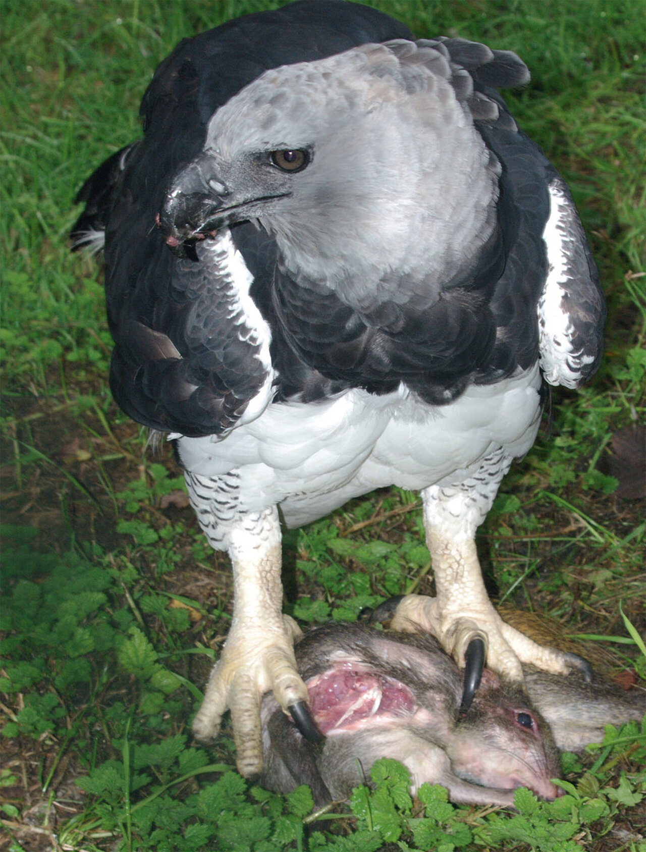 Harpyie mit Aguti. Foto: Tiergarten Nürnberg