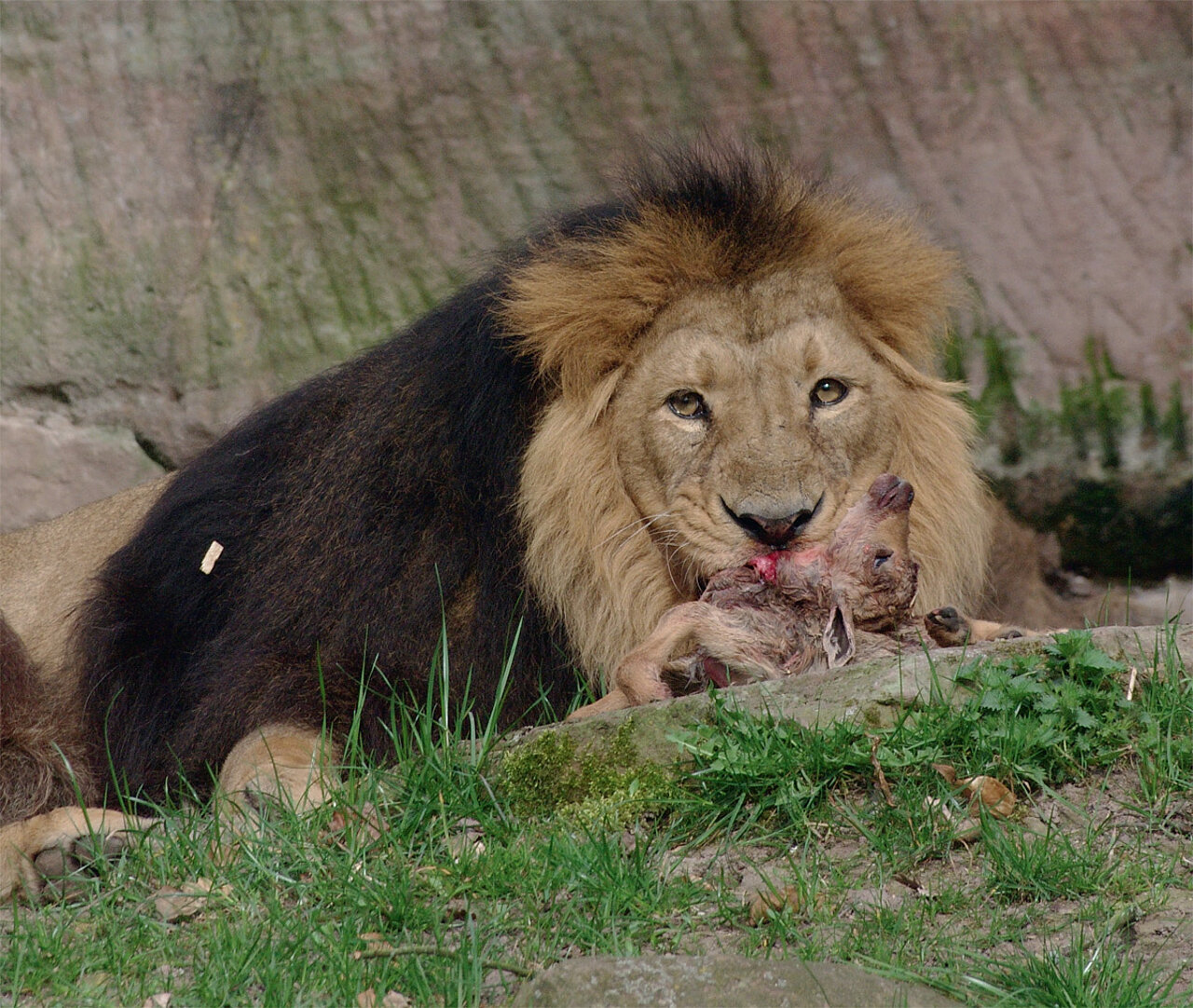 Bei welchen Arten akzeptieren wir das Töten und Verfüttern und bei welchen nicht? Foto: Tiergarten Nürnberg