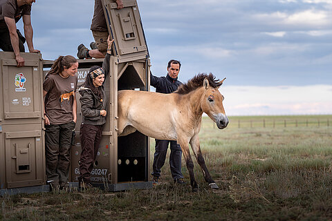 Ein Przewalski-Pferd springt aus einer Transportbox in eine große Außenanlage in der kasachischen Graslandschaft. Quelle: Oliver Le Que/Zoo Prag