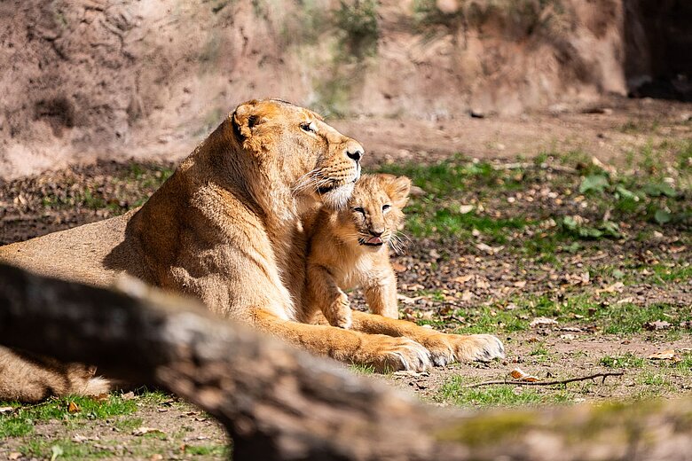 Löwin Aarany mit einem ihrer Jungtiere im Frühjahr 2026.