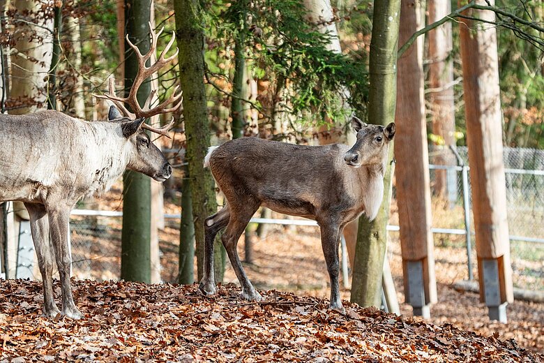 Ein weibliches und ein männliches Waldrentier im Tiergarten Nürnberg.