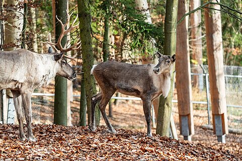 Ein weibliches und ein männliches Waldrentier im Tiergarten Nürnberg.