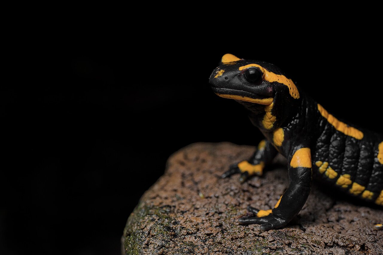 Feuersalamander auf einem Stein mit schwarzer Haut und gelben Flecken