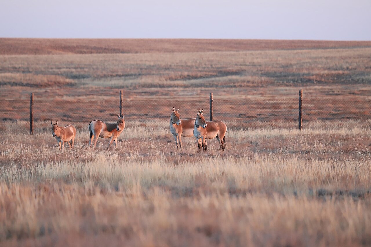 Gruppe von Kulanen in der Steppe des Altyn-Emel-Nationalparks in Kasachstan