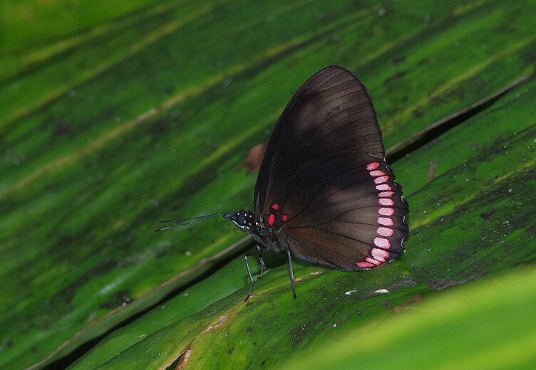 Biblis hyperia