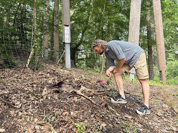 Jörg Beckmann, Biologischer Leiter und stellvertretender Direktor des Tiergartens, begutachtet die Kadaverteile unterhalb des Klimawaldpfads. Ausgelegt werden etwa Köpfe oder Eingeweide von Rehen, die nicht für den menschlichen Verzehr geeignet sind.