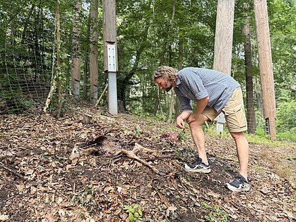 Jörg Beckmann, Biologischer Leiter und stellvertretender Direktor des Tiergartens, begutachtet die Kadaverteile unterhalb des Klimawaldpfads. Ausgelegt werden etwa Köpfe oder Eingeweide von Rehen, die nicht für den menschlichen Verzehr geeignet sind.