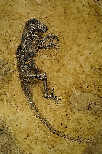 Das Foto zeigt Ida (Darwinius masillae) von der Grube Messel (Foto: Franzen).