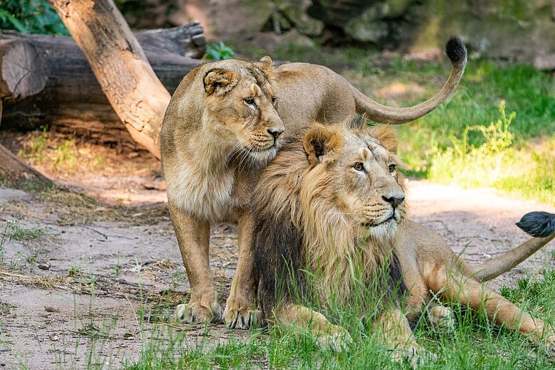 Die Asiatischen Löwen Aarany und Kiron in der Löwen-Außenanlage im Tiergarten der Stadt Nürnberg.
