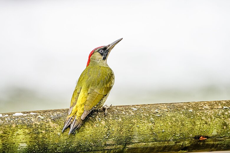 Ein Grünspecht im Tiergarten Nürnberg.