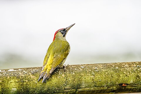 Ein Grünspecht im Tiergarten Nürnberg.