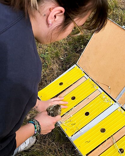 Eine angehende Tierpflegerin holt ein Ziesel aus einer gelben Transportbox, um es auszuwildern.