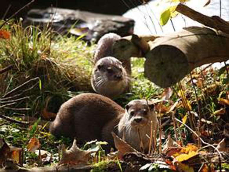 Tiergarten Nürnberg - Aqua Park - Otter