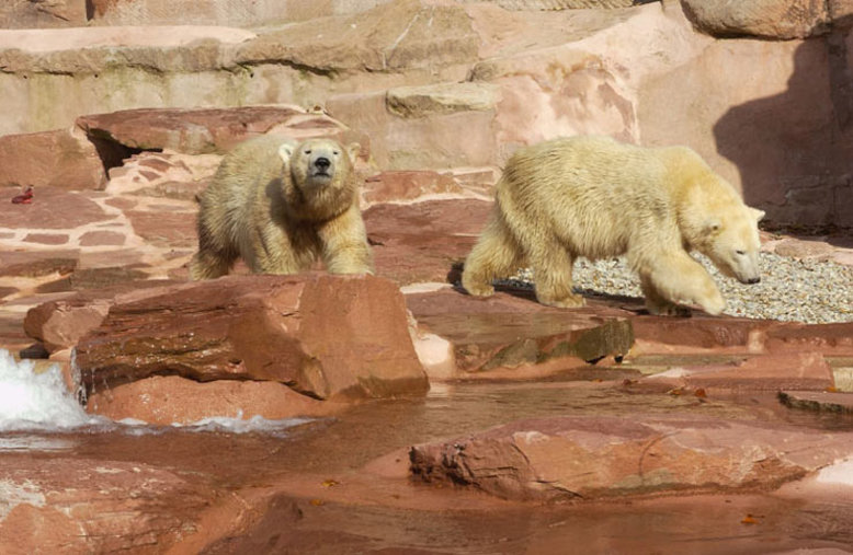 Tiergarten Nürnberg - Aqua Park - Eisbären an Land