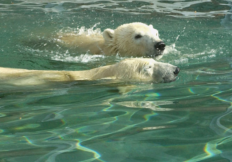 Tiergarten Nürnberg - Aqua Park - Eisbären schwimmen