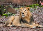 Asiatischer Löwe, Foto: Tom Burger