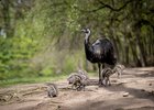 Emu, Foto: Thomas Hahn