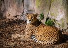 Gepard, Foto: Tom Burger