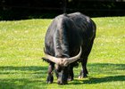 Kaffernbüffel, Foto: Tom Burger