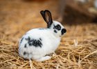 Kaninchen, Foto: Tom Burger