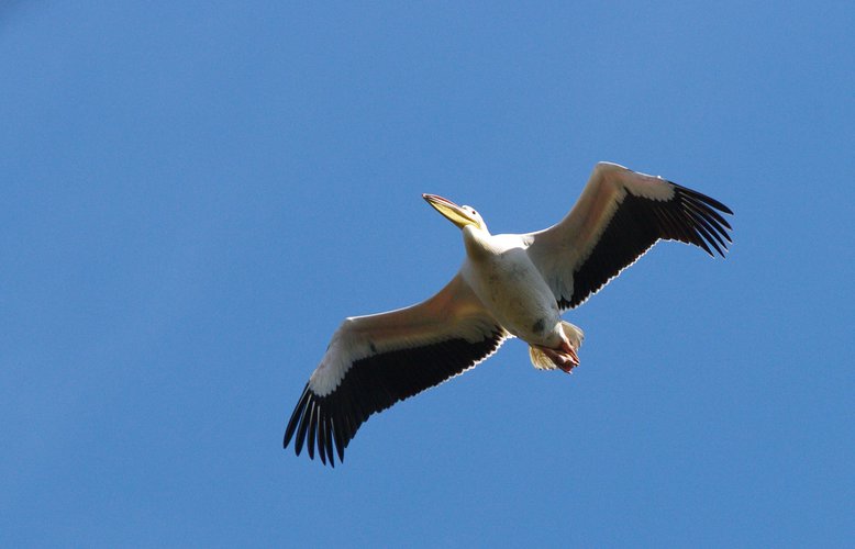 Pelikan, Freiflieger, Foto: Tiergarten Nürnberg