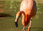 Roter Flamingo, Foto: Tom Burger