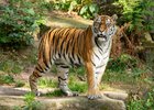 Sibirischer Tiger, Foto: Tom Burger