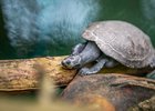Terekay-Schildkröte, Foto: Tom Burger