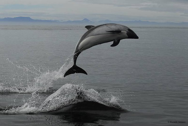 Delphin Foto Antunes
