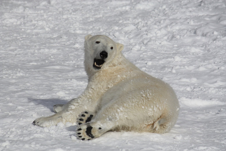Eisbär, Foto: Caren