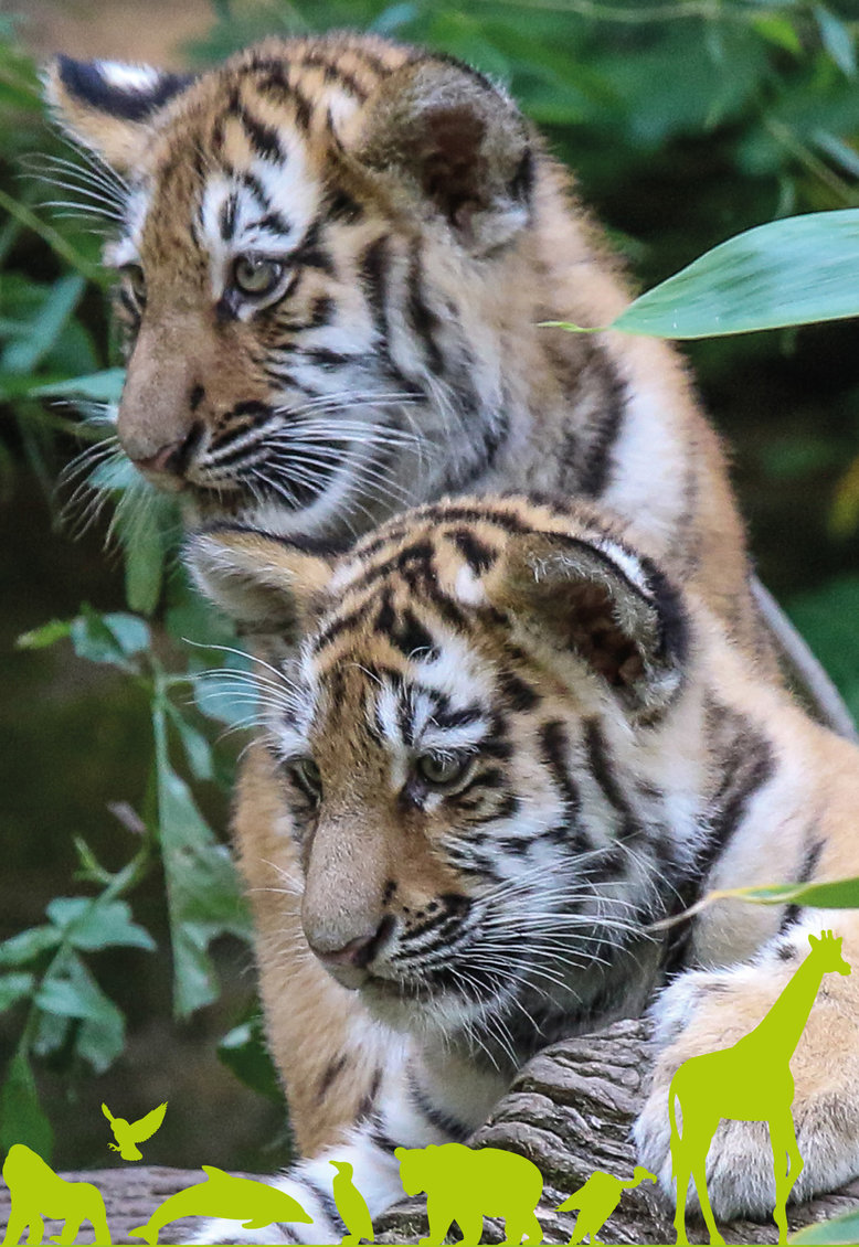 Die beiden jungen Tiger Aljoscha und Volodya, Foto: Tiergarten Nürnberg
