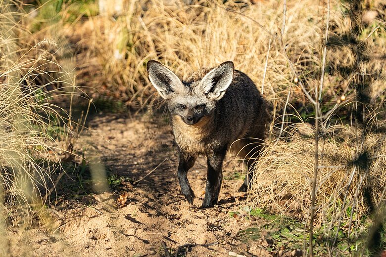 Ein Löffelhund im Tiergarten Nürnberg.