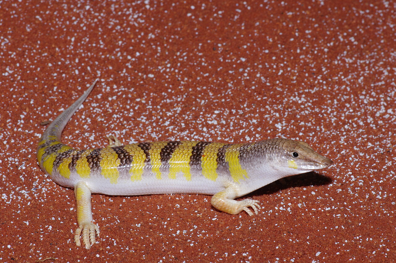 Sandfisch