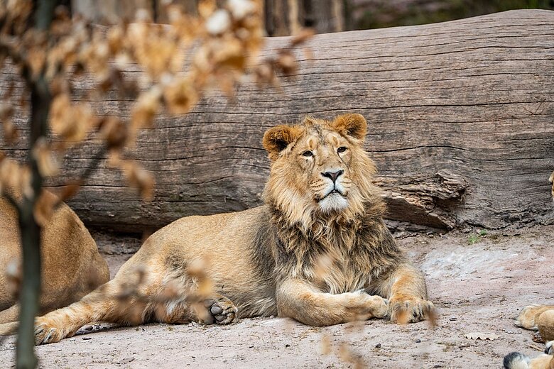 Der zweijährige männliche Asiatische Löwe Jadoo im Tiergarten Nürnberg.