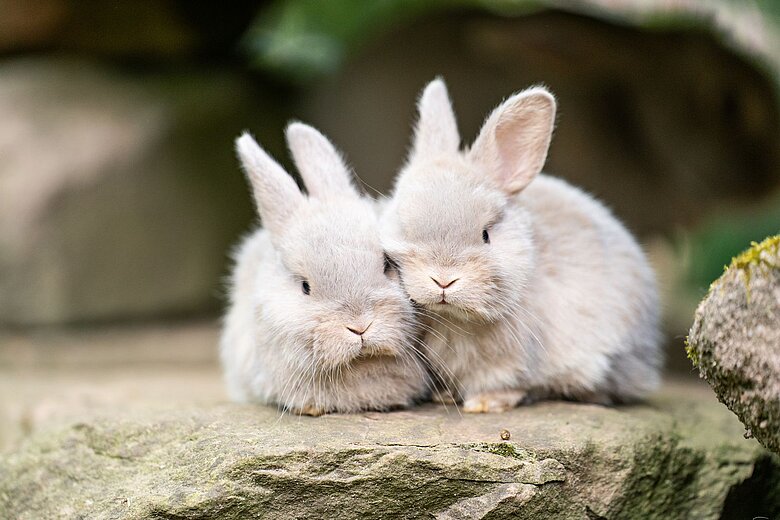 Zwei junge Luxkaninchen im Tiergarten Nürnberg.
