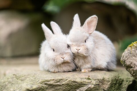 Zwei junge Luxkaninchen im Tiergarten Nürnberg.