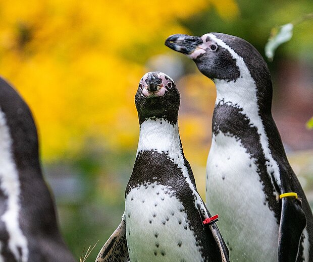 Zwei Humboldtpinguine im Tiergarten Nürnberg.