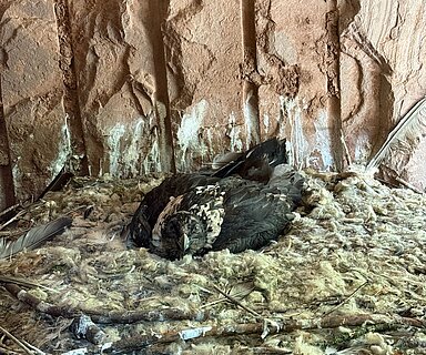 Ein Bartgeier-Jungvogel im Nest. Foto: Tiergarten Nürnberg/Luisa Rauenbusch