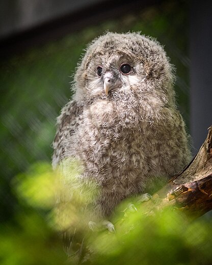 Ein junger Habichtskauz im Tiergarten Nürnberg