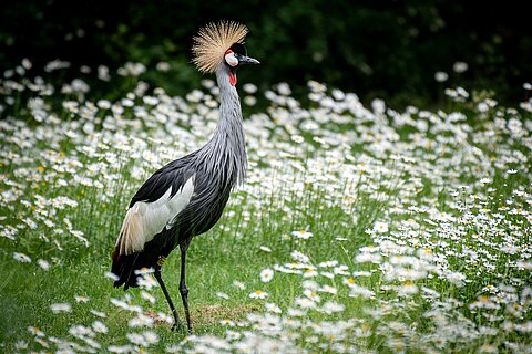 Ein Kronenkranich auf einer Frühlingswiese im Tiergarten Nürnberg.