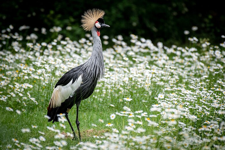 Ein Kronenkranich auf einer Frühlingswiese im Tiergarten Nürnberg.