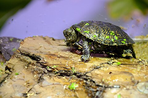 Eine juvenile Europäische Sumpfschildkröte im Tiergarten Nürnberg.