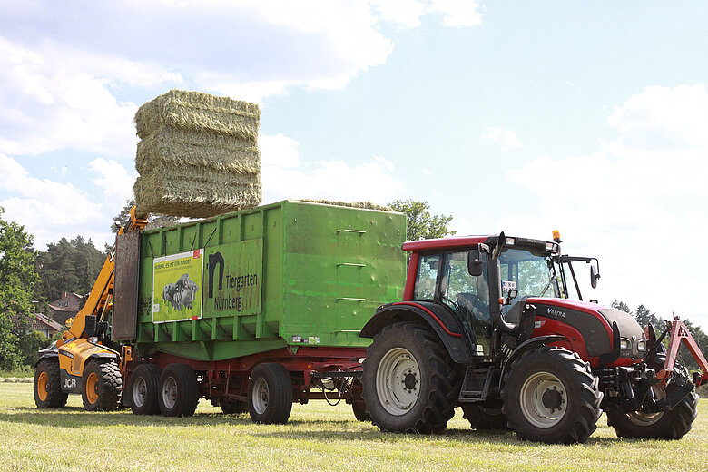 Ein Teleskoplader lädt große Heuballen auf den Hänger, der von einem Traktor gezogen wird.