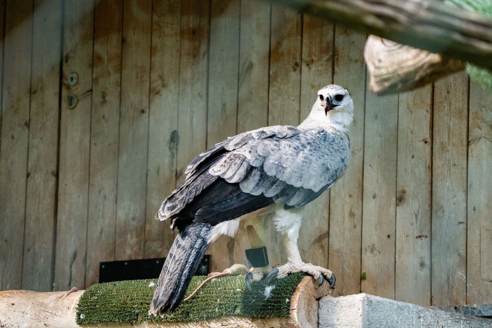 Harpyien-Weibchen Amaya in ihrer neuen Voliere.