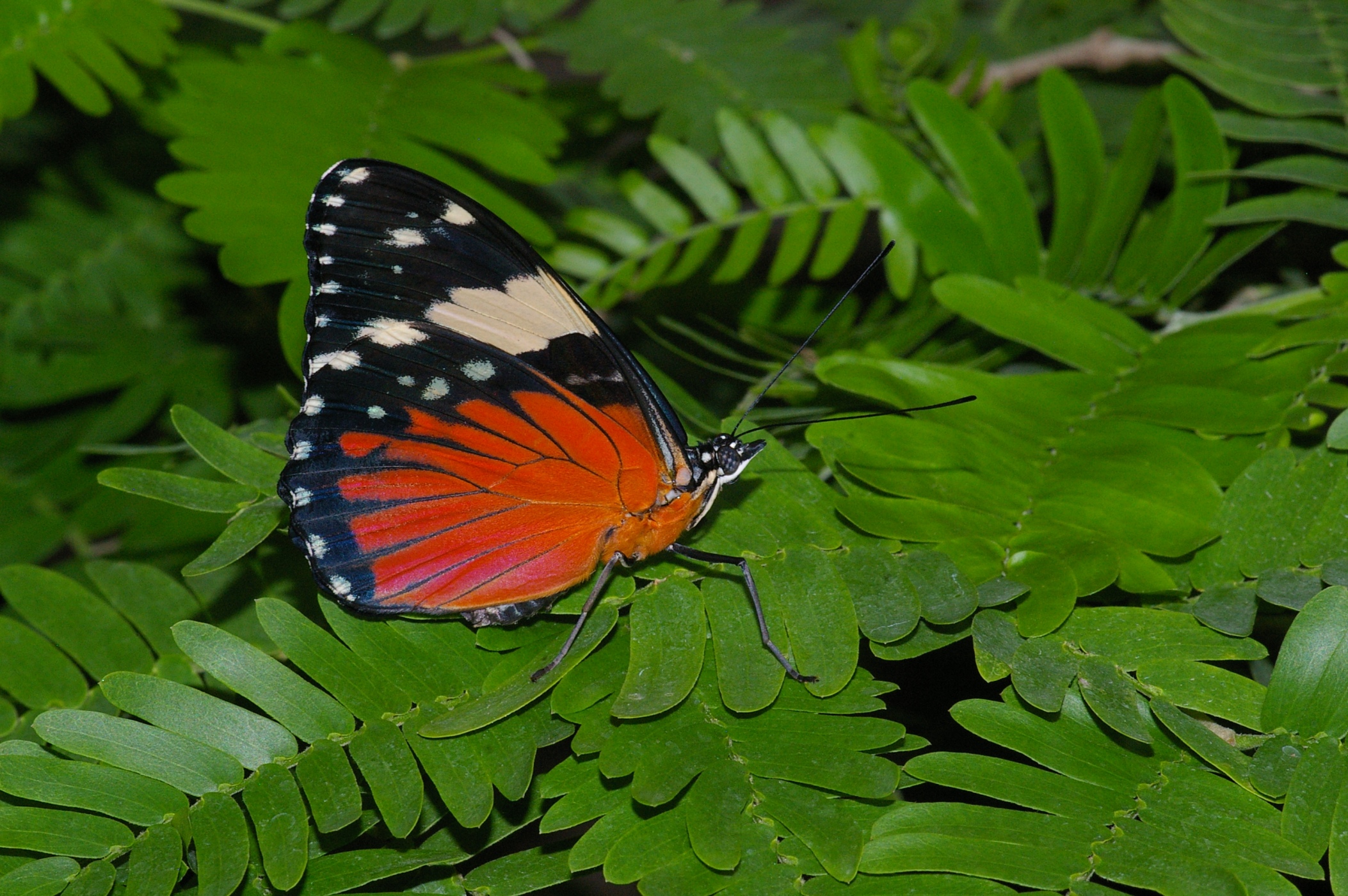 Hamadryas amphinome, Foto: Tiergarten Nürnberg