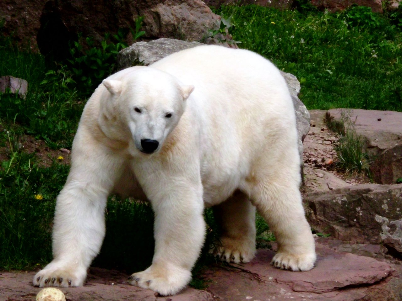 Eisbär, Foto: Heiko Haufe