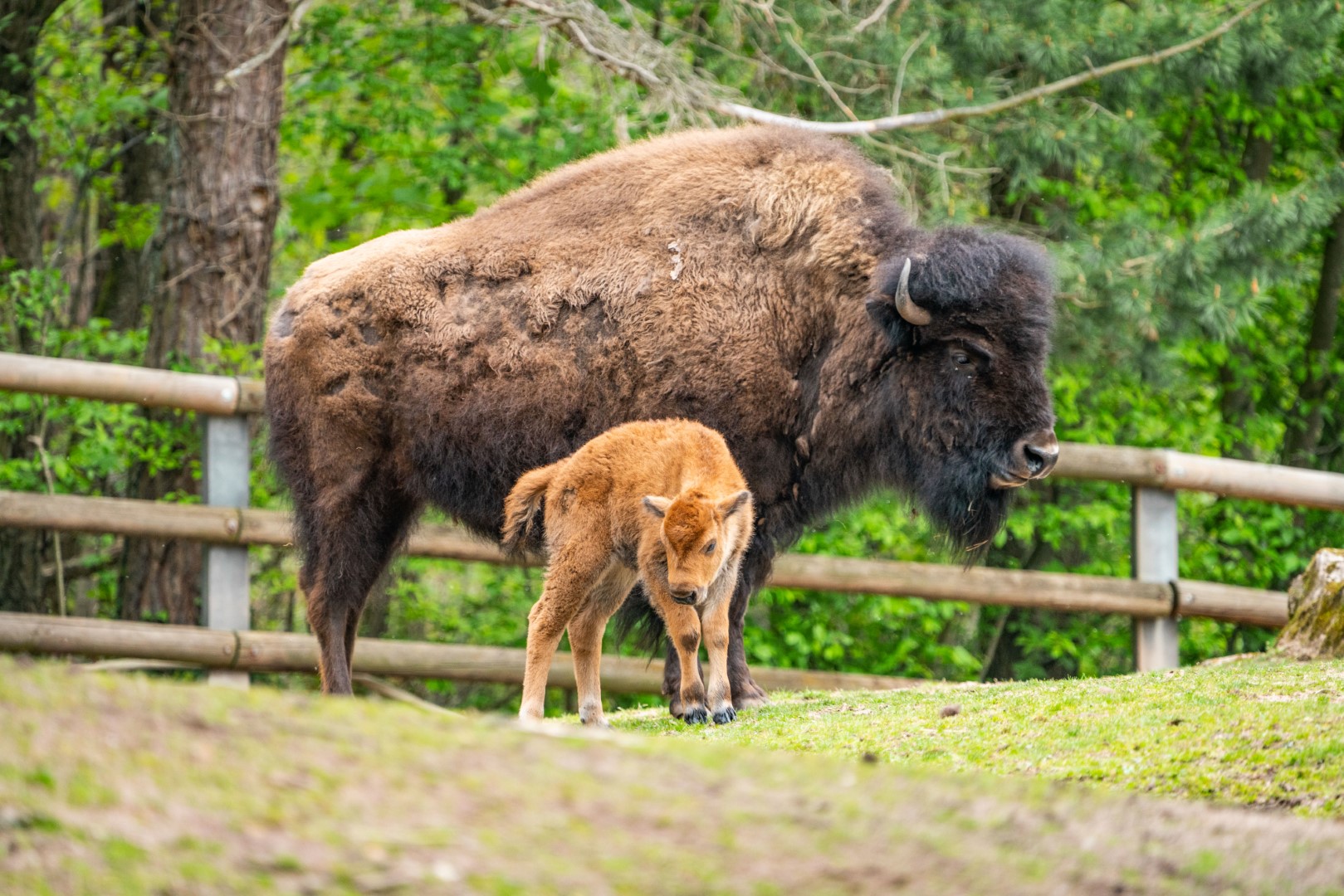 Bison, Foto: Tom Burger